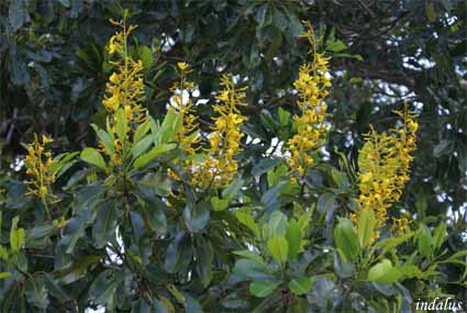 Flor de madeira - Flor de Xaraés